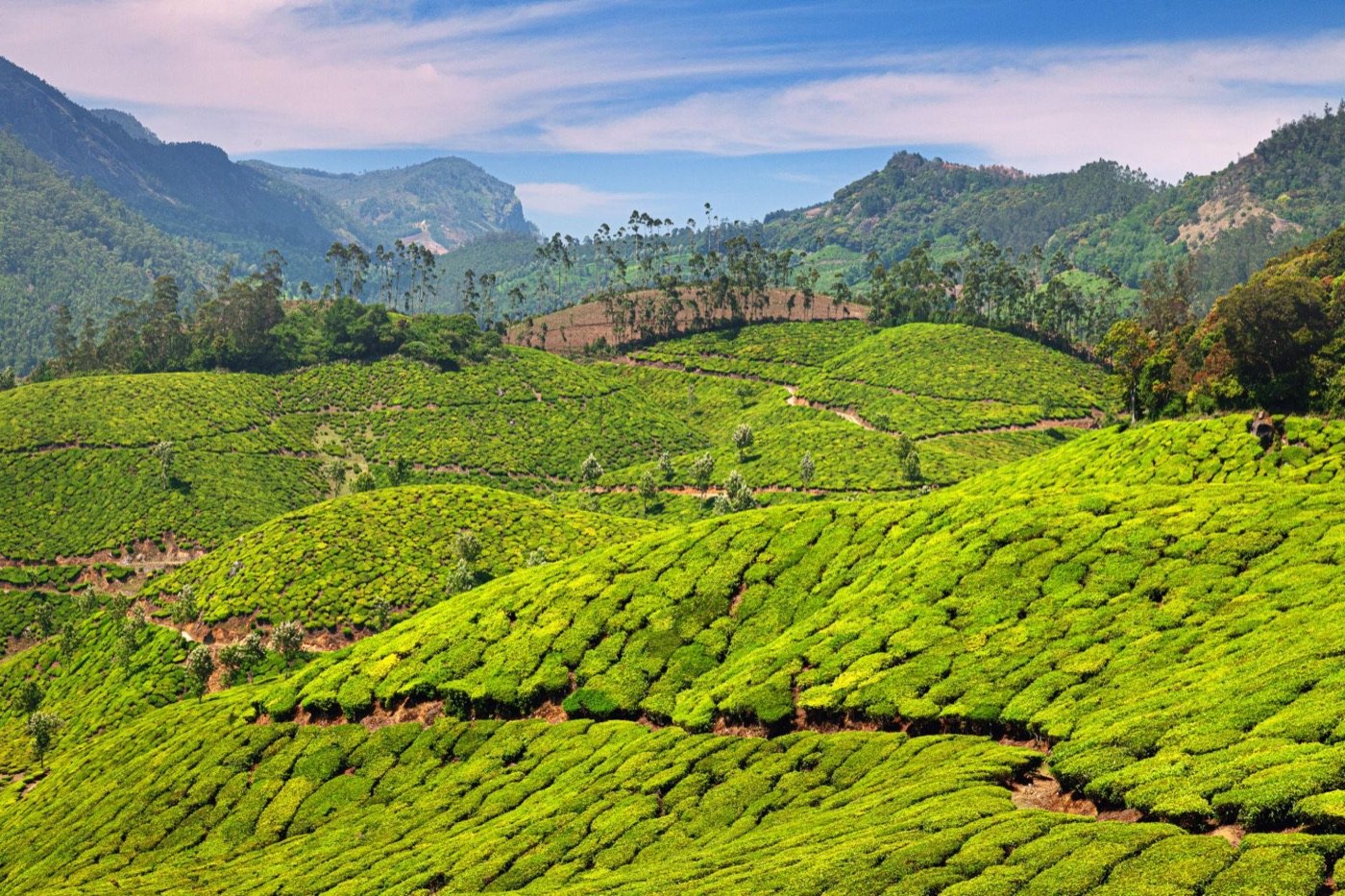 The Ultimate Guide to Kerala Backwaters photo 2